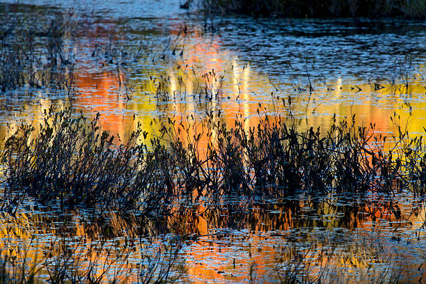 Abstract, colorful reflections on bog water in New Hampshire.
