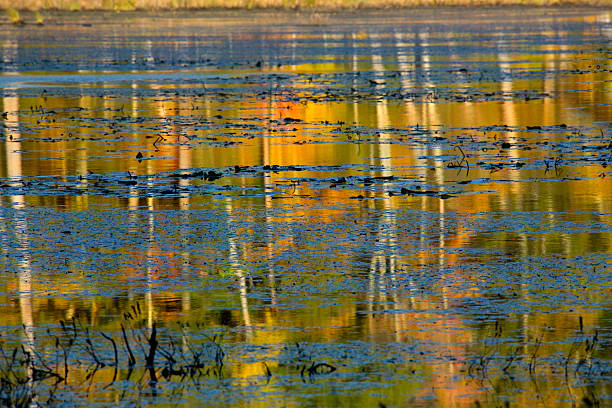 istock Abstract, colorful reflections on bog water in New Hampshire. 615923016