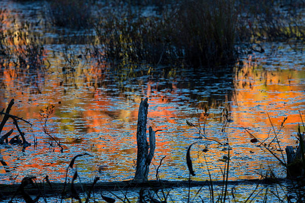 istock Abstract, colorful reflections on bog water in New Hampshire. 615923058