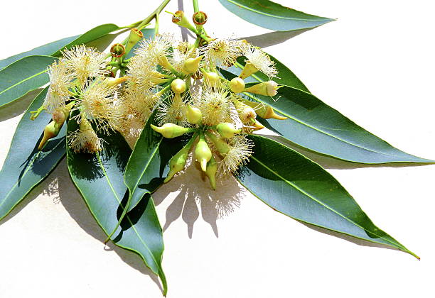 istock Bunch of eucalyptus flowers. 615923522