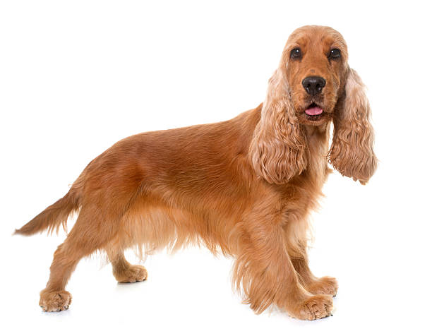 cocker spaniel in studio cocker spaniel in front of white background cocker spaniel stock pictures, royalty-free photos & images
