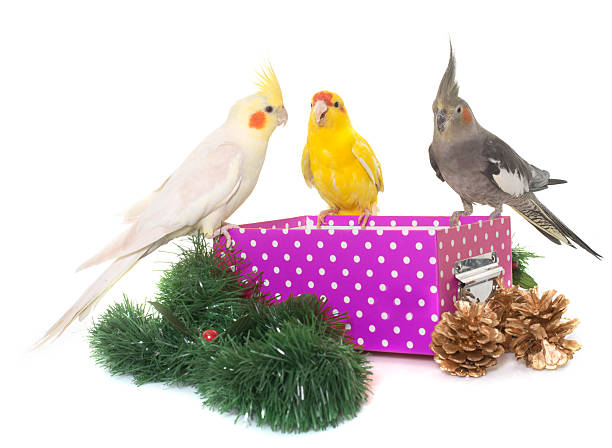 istock cockatiel and kakariki on box 615923968