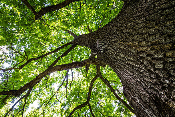istock View through the crown of an oak tree 615924726