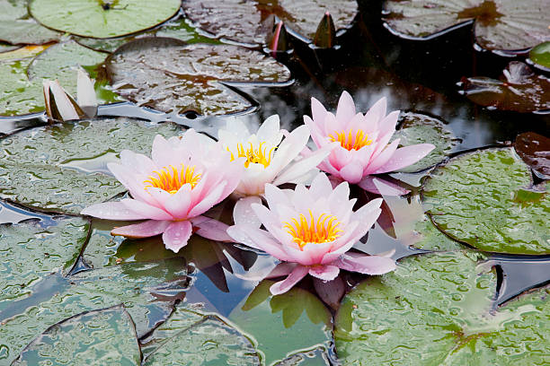 istock purple water lilies 615925028
