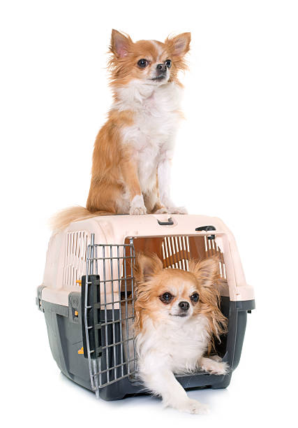 istock chihuahuas and kennel 615925874