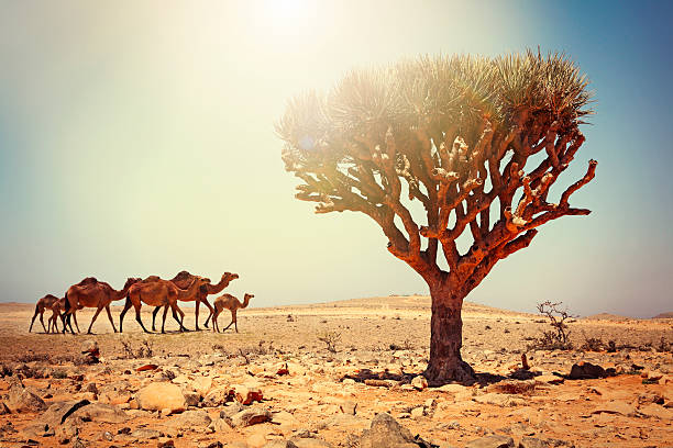 kuvapankkikuvat ja rojaltivapaat kuvat aiheesta lohikäärmepuu ja kamelit salalahissa omanissa - socotra dragon tree