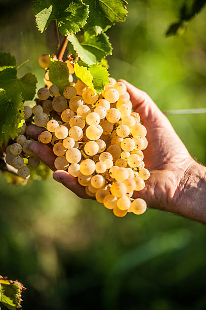istock Farmer's Hands Holding Ripe White Grape 615927438