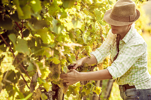 istock Young woman Harvesting ripe White Grape 615927530