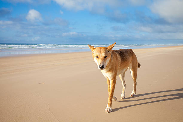 Dingo on 75 mile beach at Fraser Island stock photo
