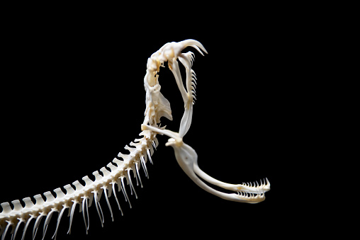 Snake skeleton on black isolated backgroundSnake skeleton on black isolated background