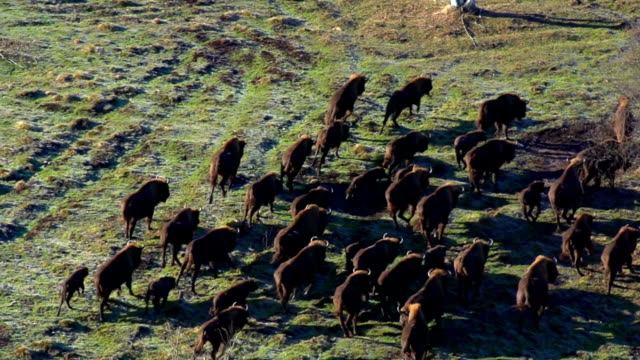 Running Bisons from helicopter