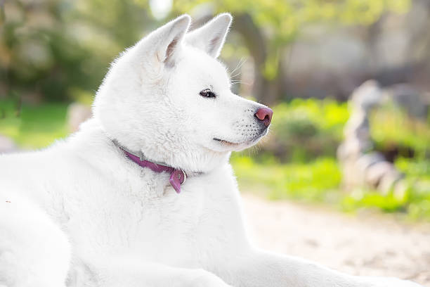 istock Portrait of large white fluffy dog. Profile 615974036