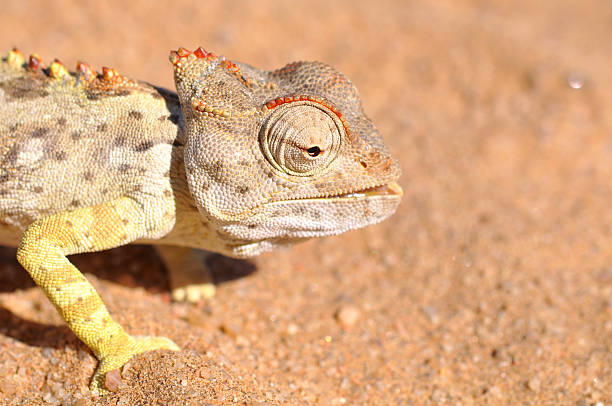 istock Namaqua Chameleon hunting insects 615974460
