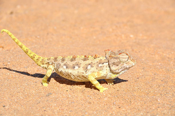istock Namaqua Chameleon hunting insects 615974472