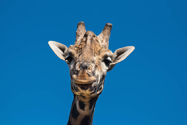 istock Close up view of a Giraffe 615974496