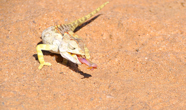 istock Namaqua Chameleon hunting insects 615974498
