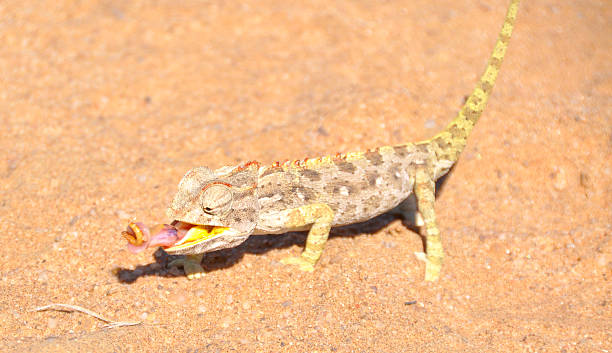 istock Namaqua Chameleon hunting insects 615974502