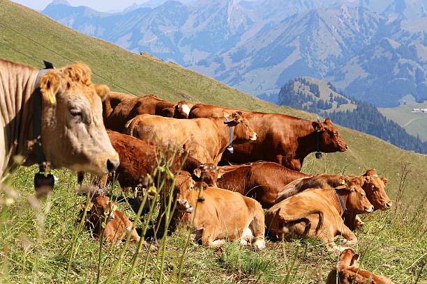 istock switzerland - cow in the mountain 615974728