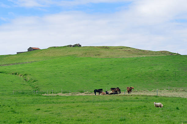 istock Horses and sheep in South Iceland 615974848