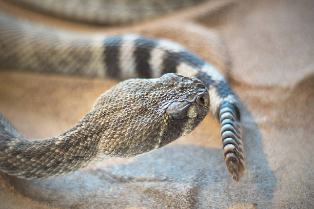 serpiente de cascabel ( crotalus) vista de cerca - mojave rattlesnake fotografías e imágenes de stock