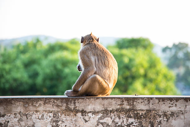 istock Monkey sitting on blur green nature background 615975428