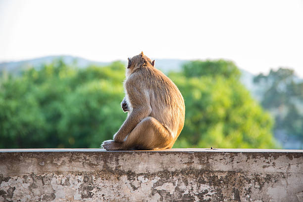 istock Monkey sitting on blur green nature background 615975460