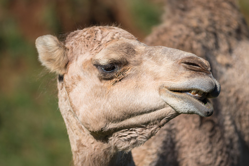 A picture close-up of a camel in captivity in a zoo