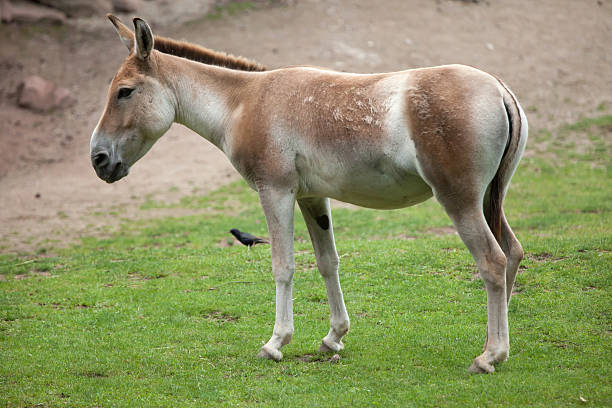 istock Turkmenian kulan (Equus hemionus kulan). 615975898
