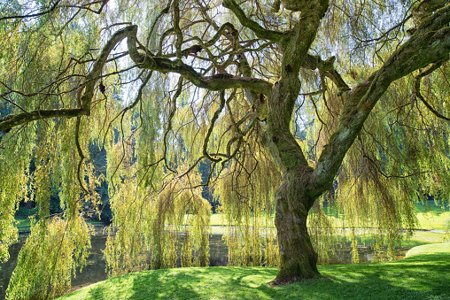 Weeping willow with long green branches over the calm river water. Beauty nature backgrounds
