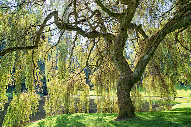 Weeping Willow Tree Summer willow tree photos stock pictures, royalty-free photos & images