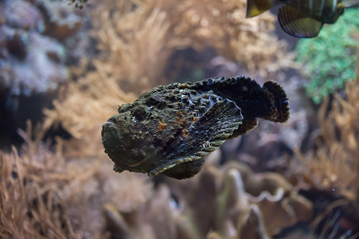 Reef stonefish (Synanceia verrucosa), also known as the stonefish. Wildlife animal.