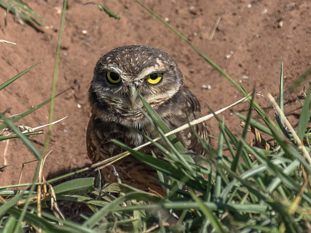 istock Burrowing Owl – Coruja buraqueira I 615976336