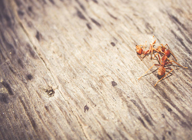 istock Ants are eating died ant on wood floor background 615976368