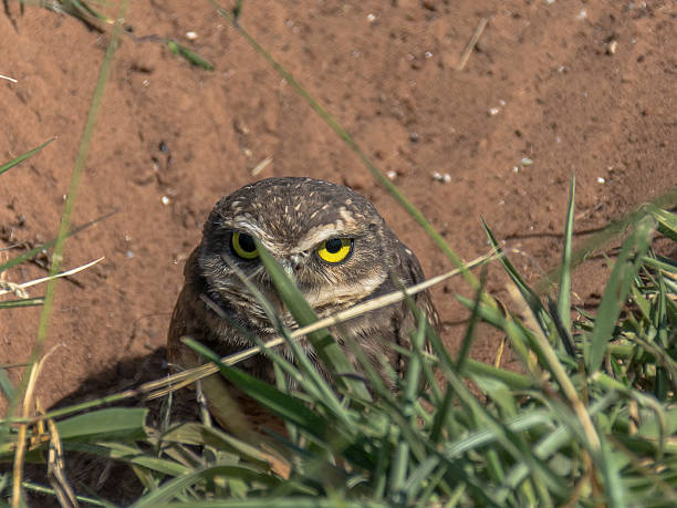istock Burrowing Owl – Coruja buraqueira II 615976484