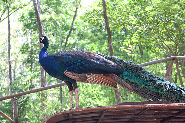 istock Peacock with green leaves background 615976676