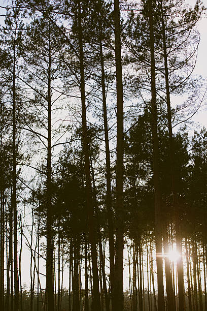 istock wood in dark green tone. 615976846