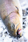 rainbow-trout.jpg?b=1&s=170x170&k=20&c=5