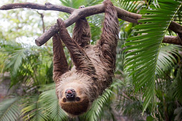 two-toed sloth show tounge Young Hoffmann's two-toed sloth (Choloepus hoffmanni) show tounge limon province photos stock pictures, royalty-free photos & images