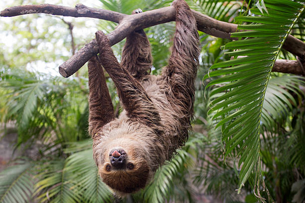 two-toed sloth show tounge - trees hanging imagens e fotografias de stock