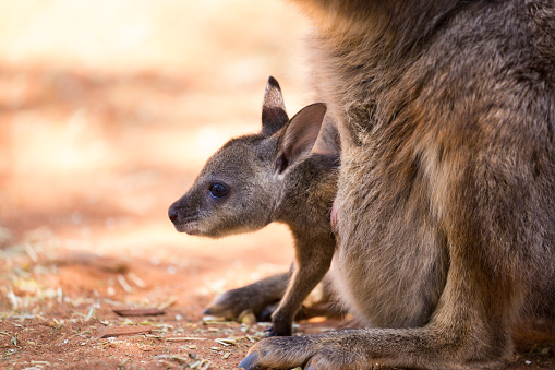 A dusty scene, a kangaroo joey hangs from the pouch of the mother