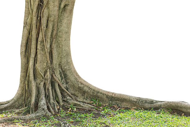 istock Roots of a tree isolated on white background. 615979520