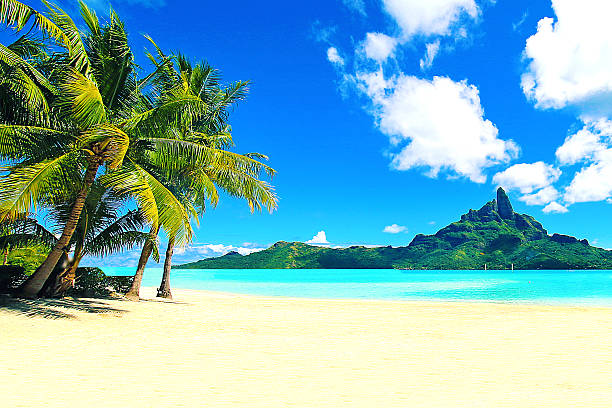 bora bora tahiti strand mt otemanu palmen - insel tahiti stock-fotos und bilder