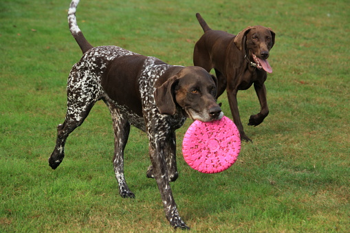 German Shorthaired Pointer male, six years old, playing with a frisbee