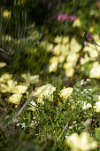 schwanken-im-wind.jpg?b=1&s=170x170&k=20&c=Za0ojqZUPQbA2_7Vql-xvWEyBx1Z7O3t5ULnqrQf3CI=