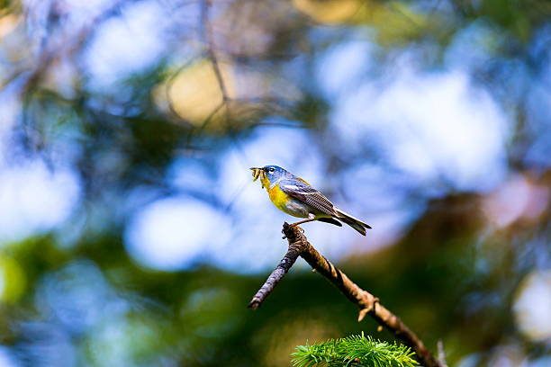istock Northern Parula Male. 615981156