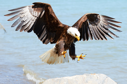 Golden Eagle flying in autumn landscape