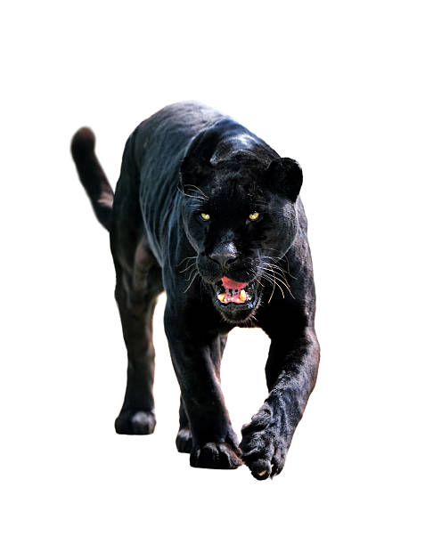 black jaguar  (Panthera onca) a black jaguar isolated on clean white background big cat stock pictures, royalty-free photos & images