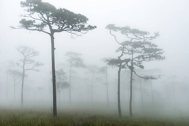 Pine Forest in Soft Foggy time. stock photo