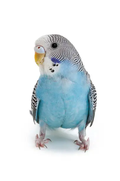 blue budgie close up shot