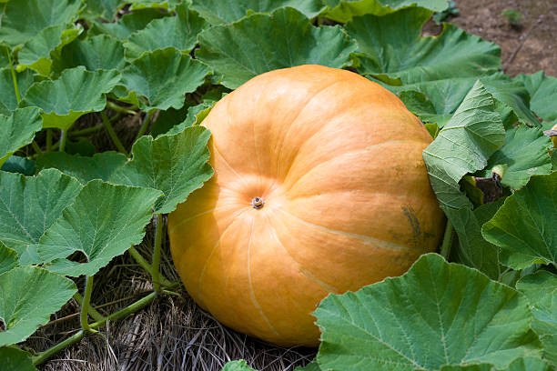 istock Pumpkin in farm 615985602
